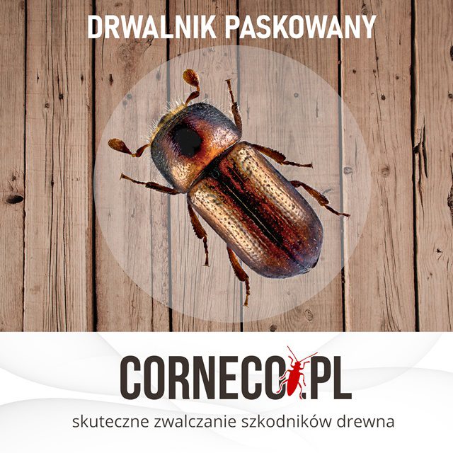 drwalnik paskowany