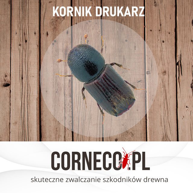 kornik drukarz