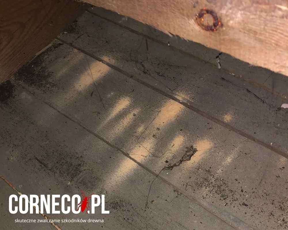 mączka drzewna jako objaw korników