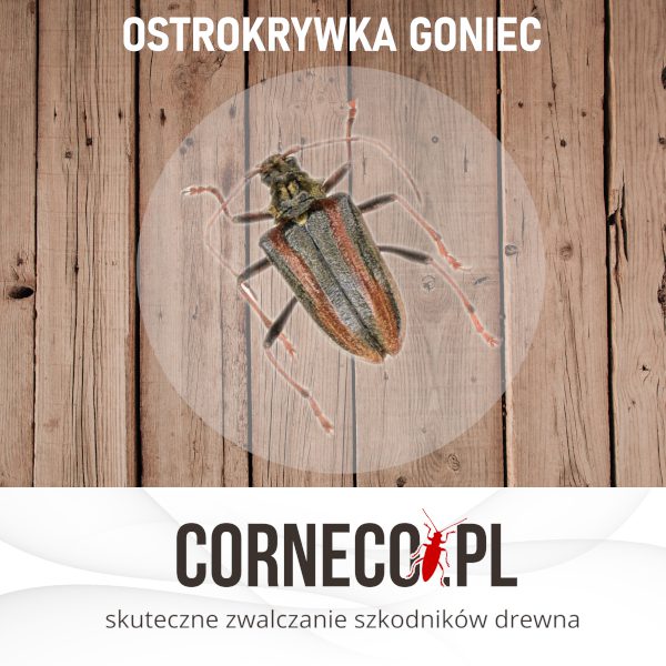 Ostrokrywka goniec
