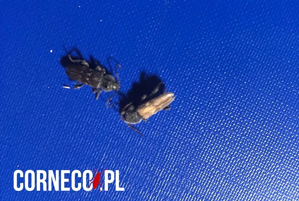 spuszczele pospolite