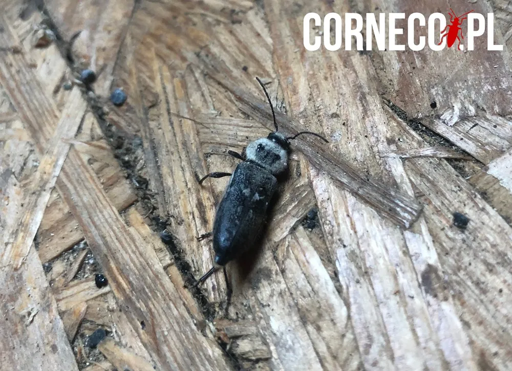 zdjęcie spuszczela pospolitego