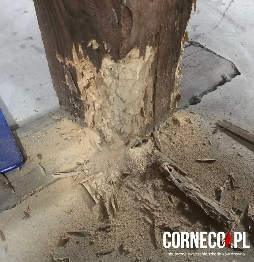 zniszczenia po spuszczelu pospolitym