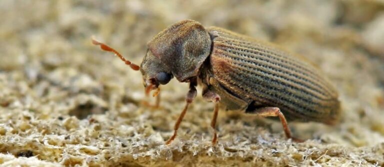 kołatek domowy zwalczanie