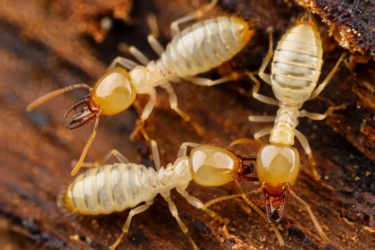 jak wyglądają termity
