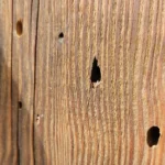 Dziurki w drewnie – Skąd się biorą? O czym świadczą?