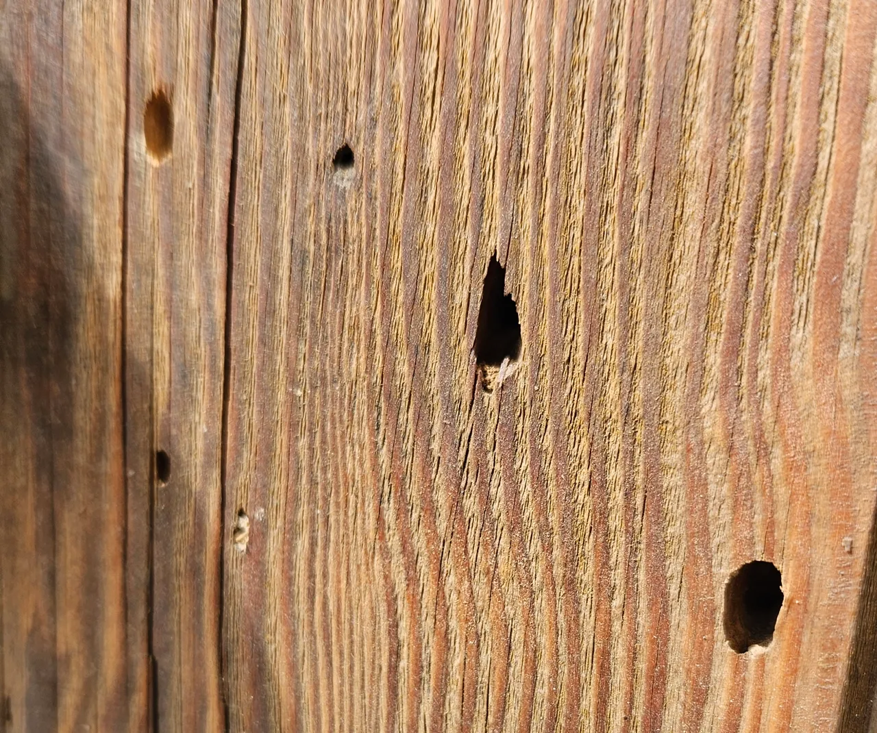 Dziurki w drewnie – Skąd się biorą? O czym świadczą?