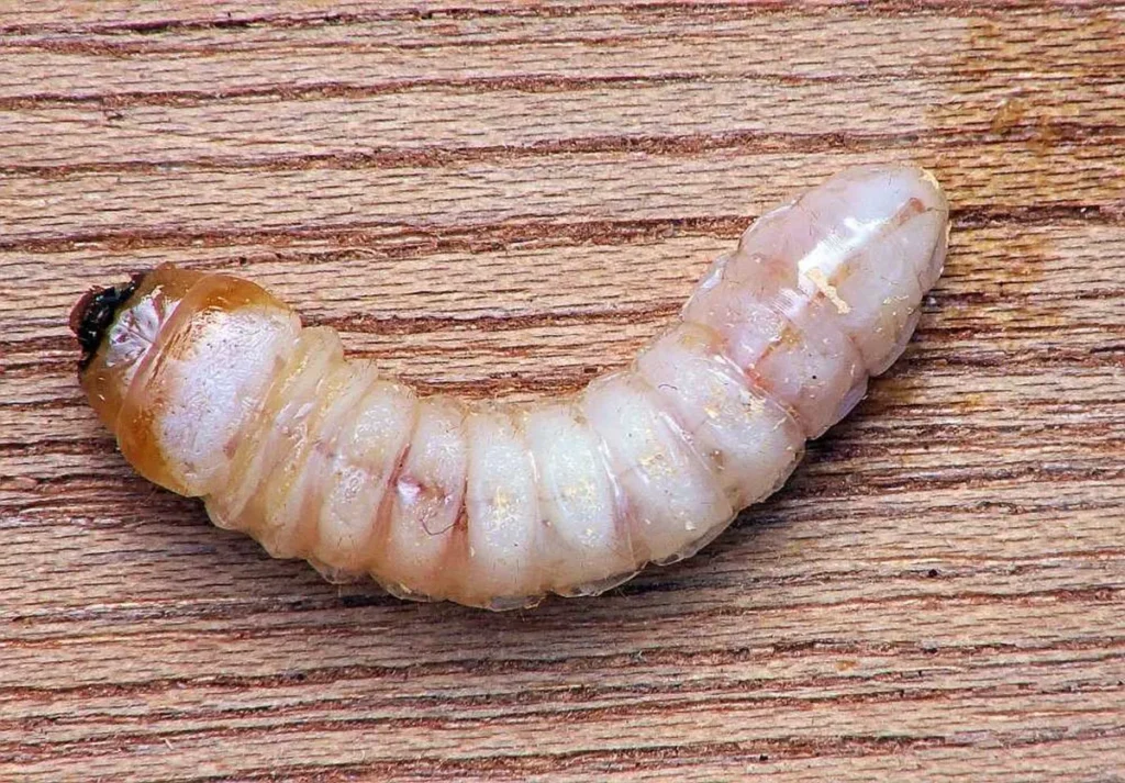 larwa-spuszczela-pospoliego