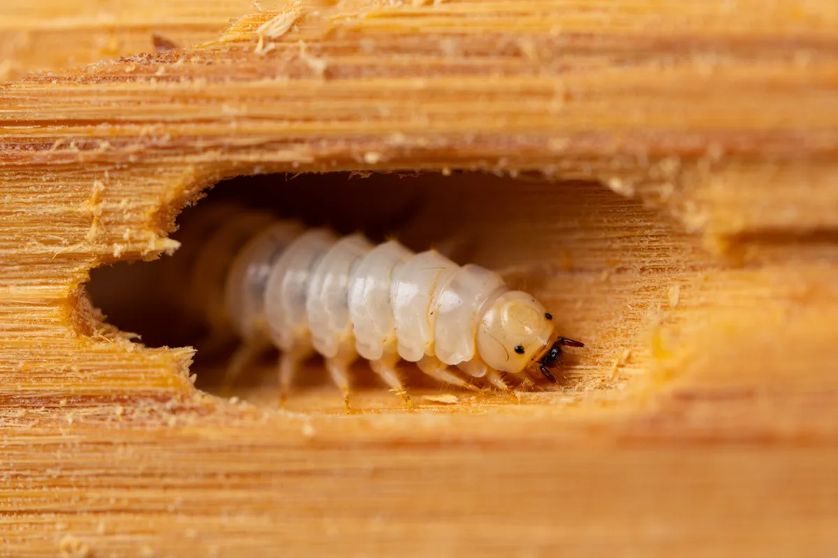 larwa w drewnie