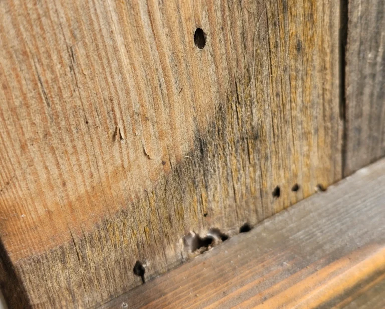 dziurki w drewnie po ksylofagach