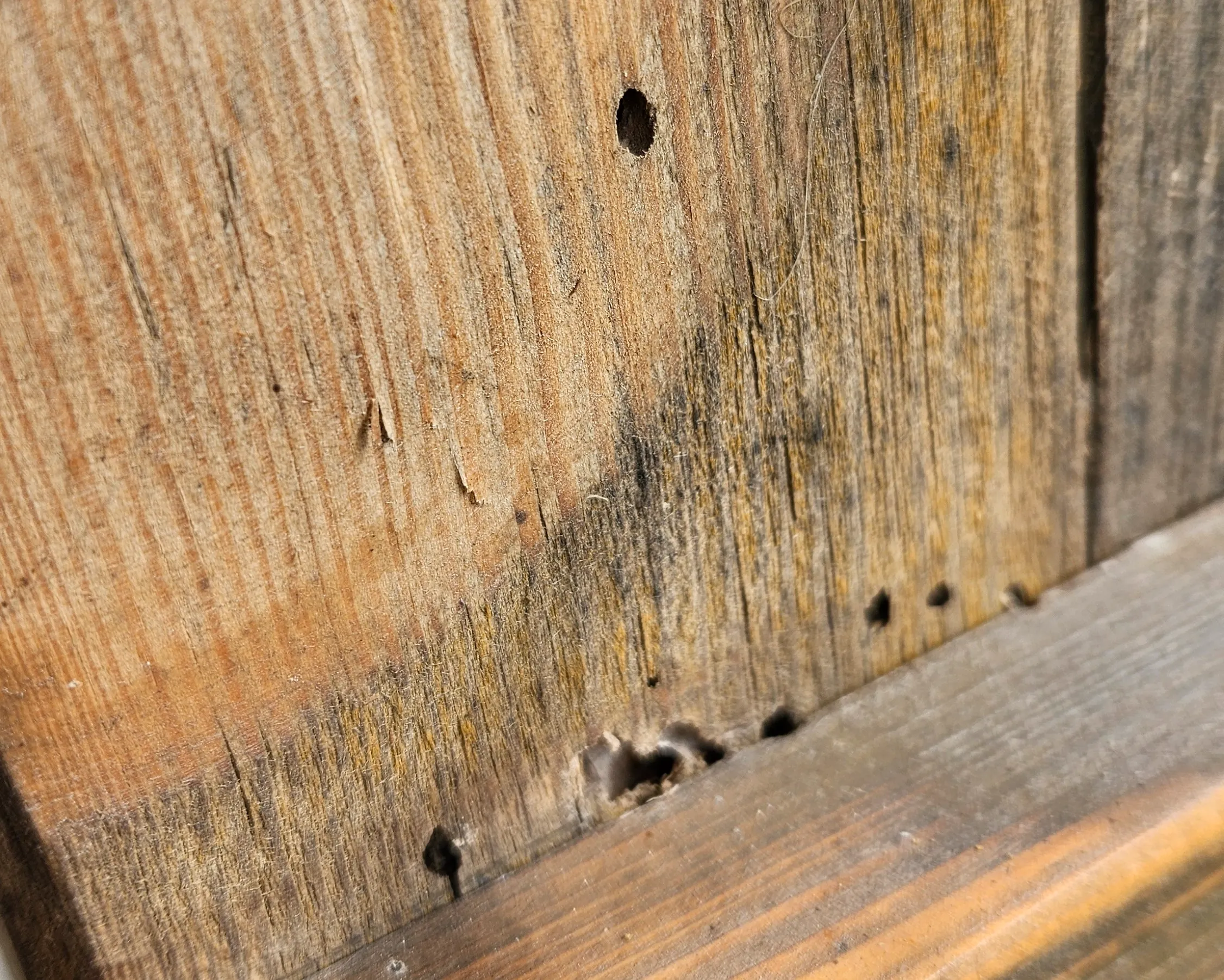 dziurki w drewnie po ksylofagach