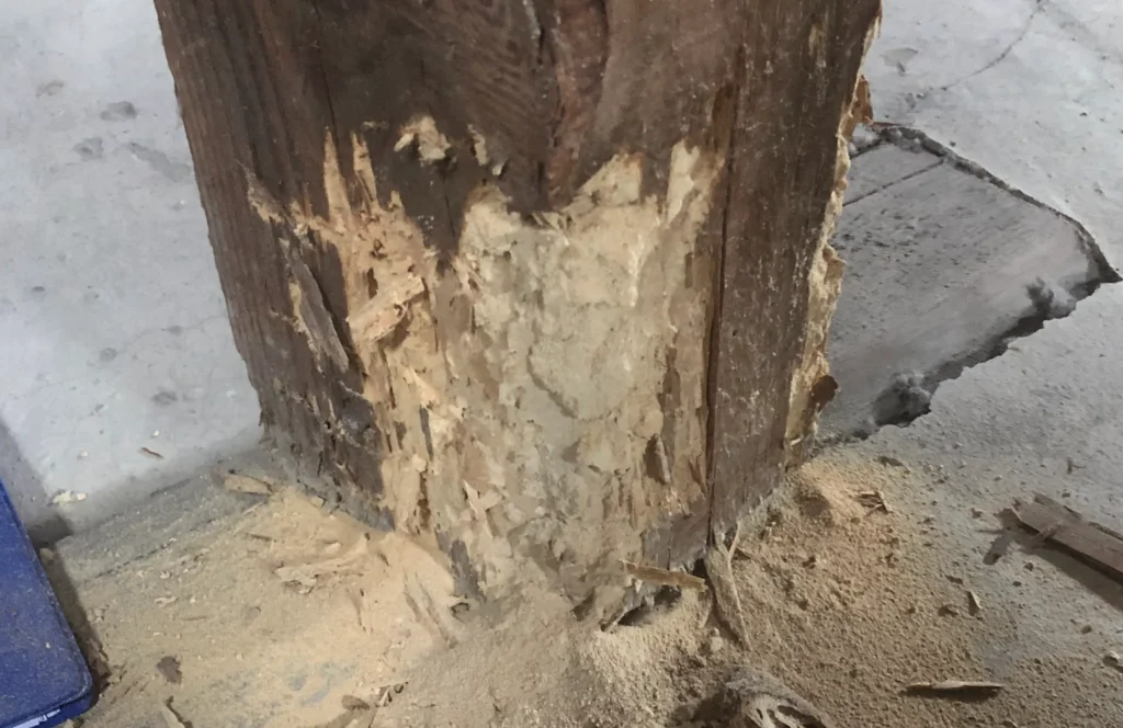 korniki w domu zniszczenia