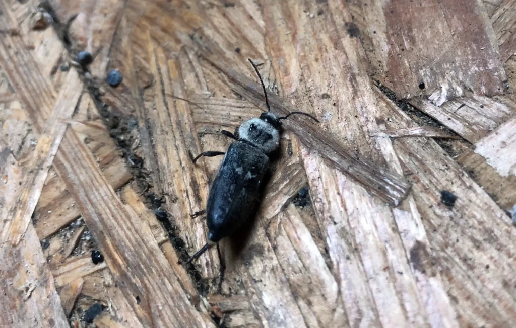 spuszczel pospolity w domu