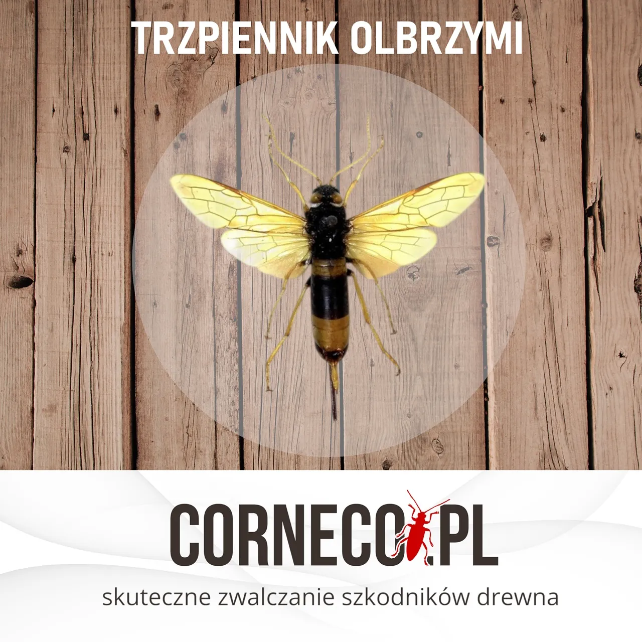 Trzpiennik olbrzymi