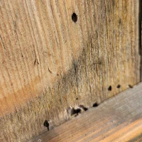 dziurki w drewnie po ksylofagach
