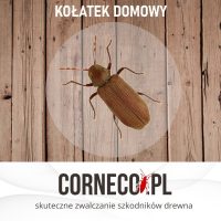 Kołatek domowy – Jak wygląda? Jak się go pozbyć?