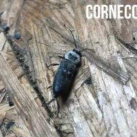 zdjęcie spuszczela pospolitego