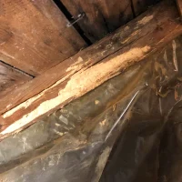 zniszczenia po kornikach w domu